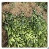 愛媛38號雜交苗產(chǎn)地 愛媛38號柑橘果苗 高產(chǎn)果樹苗