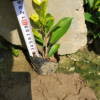 觀葉花卉黃金榕 片植群植皆可金葉榕