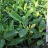 梔子花 小袋苗 中山苗木基地批發(fā)