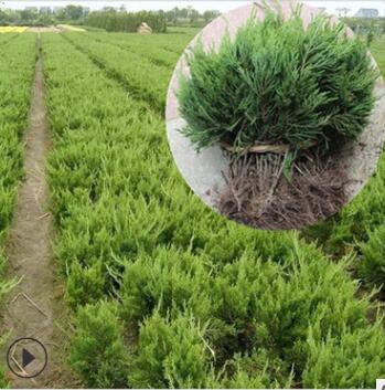 2019柏樹苗價格 綠化用帶杯龍柏苗 墓地柏樹