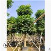直銷仁面樹容器苗 綠植行道樹銀稔 人面子袋苗基地批發(fā)