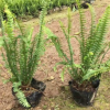 地被小袋苗腎蕨高25-30cm排骨草中山基地直銷