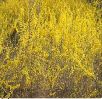 連翹苗批發基地 綠化工程苗 營養缽裝連翹苗