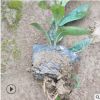 廠家直銷盆栽龍船花 基地批發多種工程地被苗木小袋苗