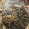花廠批發盆栽鳶尾 綠植基地直銷剪刀蘭等多種袋苗帶營養杯發貨