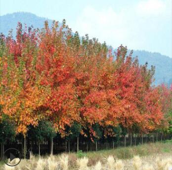 供應綠化苗木 黃櫨苗黃櫨樹苗價格