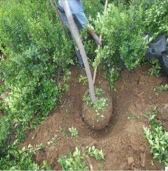 供應黃櫨 優質黃櫨苗 黃櫨樹苗 黃櫨苗木