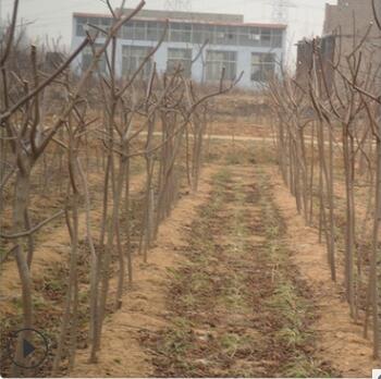 園林綠化苗木黃櫨樹苗 工程綠化專用黃櫨樹苗 可盆栽