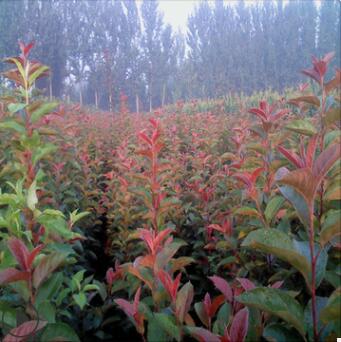基地批發日本紅花海棠苗 長壽冠盆景庭院海棠樹 可現場挖苗