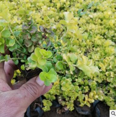 金葉過路黃 報春花 多年生宿根草花 青州花卉直供