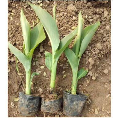 批發水生花葉美人蕉 苗圃直銷 基地批發價格 濕地公園挺水植物