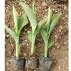 批發水生花葉美人蕉 苗圃直銷 基地批發價格 濕地公園挺水植物