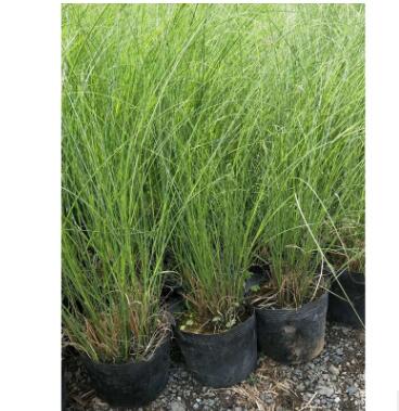 耐澇型觀賞草細葉芒水生植物供應批發綠化 園林觀賞植物 水體綠化