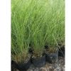 耐澇型觀賞草細葉芒水生植物供應批發綠化 園林觀賞植物 水體綠化