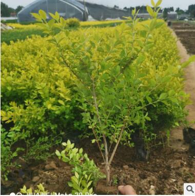 苗圃供應綠化苗木金葉女貞工程彩色苗木金葉女貞