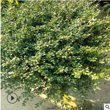 龜甲冬青球 精品苗 成活率 高 蕭山 灌木 批發(fā) 基地 園林 綠化