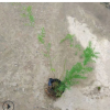 廠家直銷小袋苗天門冬 四季常綠垂吊綠植藥用天門冬 觀葉地被批發