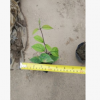 龍吐珠杯苗 大宗藤本植物批發