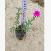太陽花 時花基地批發