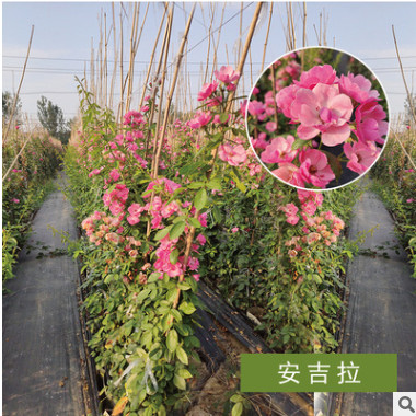 宛北月季基地直銷藤本月季爬藤月季爬藤植物薔薇陽臺(tái)庭院攀援花卉
