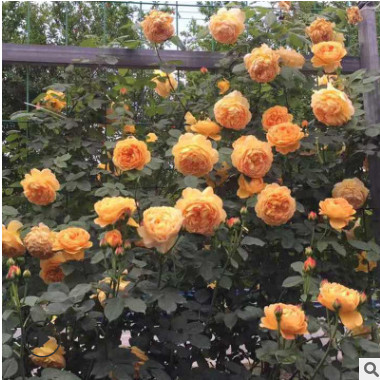 基地專供批發(fā)出售園林綠化樹狀大花月季 當(dāng)年開花樹樁月季盆景