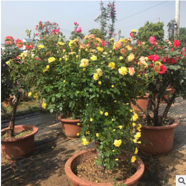 園林綠化工程雙色多色樹狀盆景月季 開花不斷包成活嫁接月季樹