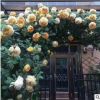 供應(yīng)當(dāng)年開花樹形樁玫瑰樹形月季花廟 盆栽垂直綠化樹狀大花月季
