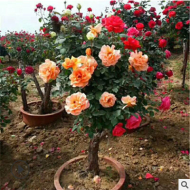 多年年開花月季花苗盆栽/樹狀月季花苗/樹狀月季 盆栽月季樹