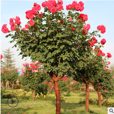 樹狀月季 批發(fā) 月季樹 庭院別墅美化 高桿月季樹道路小區(qū)綠化多色