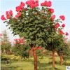 樹狀月季 批發(fā) 月季樹 庭院別墅美化 高桿月季樹道路小區(qū)綠化多色