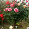 盆景樹狀月季月季樹庭院別墅美化高桿月季樹小區(qū)綠化多色批發(fā)