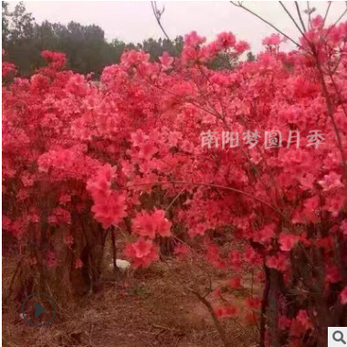 市政園林綠化工程扦插易成活花卉 規(guī)格齊全高山杜鵑映山紅批發(fā)