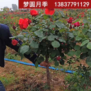 夢(mèng)圓月季示范苑樹狀月季庭院別墅美化2-2.5公分樹狀月季批發(fā)