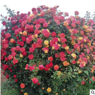 園林綠化工程苗木月季種植基地批發(fā)各類造型月季各種規(guī)格月季球