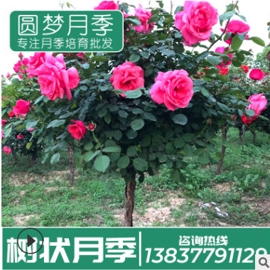 廠家精品月季樹花店家居綠化薔薇鮮花樹狀月季批發(fā)