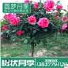 廠家精品月季樹花店家居綠化薔薇鮮花樹狀月季批發(fā)