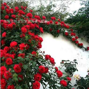 樹狀月季批發(fā)小區(qū)綠化多色月季樹大花月季 豐華月季 映山紅批發(fā)