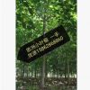 歐洲小葉椴 椴樹基地直銷 量大優(yōu)惠