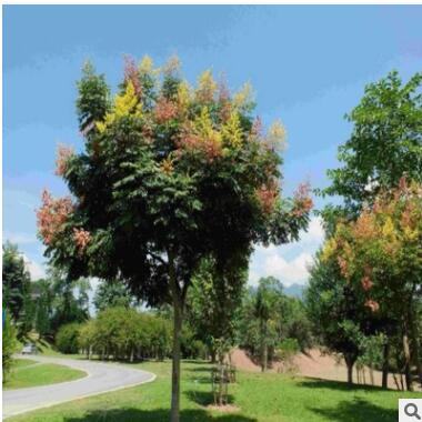 基地直銷黃山欒 工程苗木 各類規格齊全  量大優惠