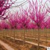 基地直銷巨紫荊綠化苗木  量大從優