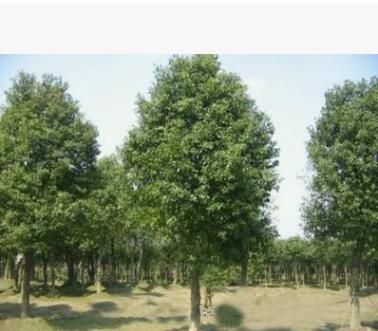 基地直銷香樟樹苗批發 工程苗木 各類規格齊全