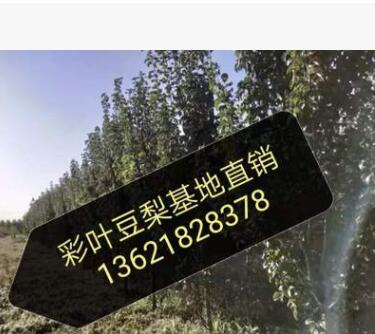 彩葉豆梨樹苗批發 春觀花、夏觀果、秋后賞紅葉彩葉豆梨樹苗