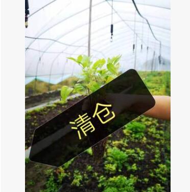 火焰南天竹遷插苗