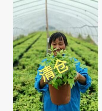 供應街道綠化火焰南天竹，園藝場批發||東方紅南天竹