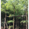 基地大量供應鐵刀木綠化苗木花木自家花場直銷型園藝林