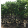 基地直銷黃槐樹苗 工程綠化公園風景樹 優質移栽黃槐