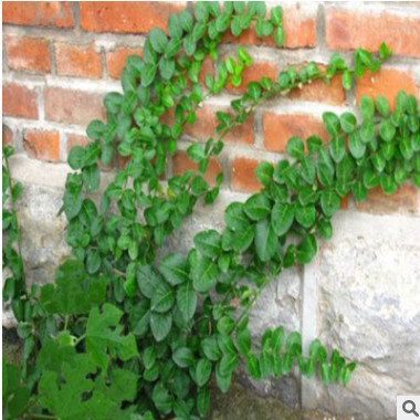 爬山虎苗子三葉地錦攀援爬藤植物庭院長廊墻體綠化 五葉地錦