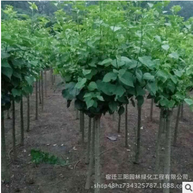長期供應丁香花苗 園林綠化苗木批發 丁香工程小苗規格全量大從優