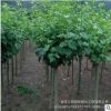 長期供應(yīng)丁香花苗 園林綠化苗木批發(fā) 丁香工程小苗規(guī)格全量大從優(yōu)