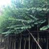 基地直銷宮粉紫荊 大量批發 園林景觀工程供應 規格齊全